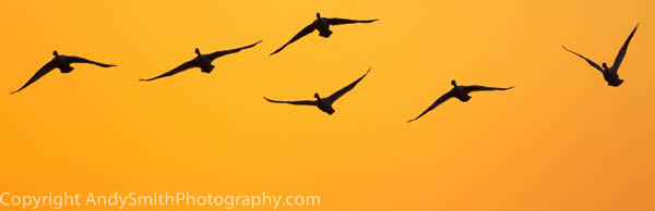 Snow Geese Flying Upward at Sunrise